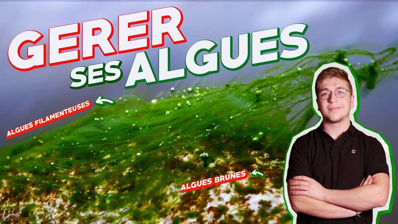 CONTRÔLER SES ALGUES ET S'EN DÉBARRASSER (en aquarium biotope)