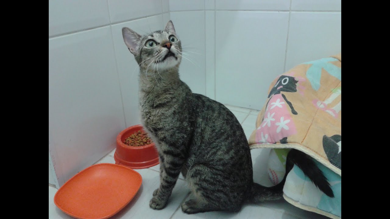 Valeska Gatinha resgatada muito magra, miando de fome, prenha ou com filhotes