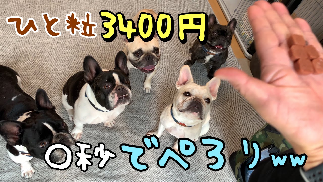 【お金事情】狂犬病＆フィラリア予防薬 5匹でおいくら万円⁈