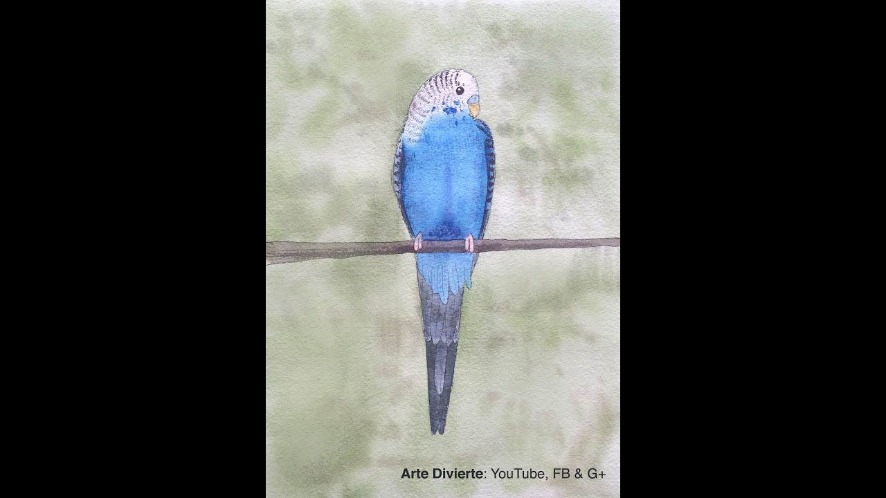 Cómo pintar un periquito australiano a la acuarela