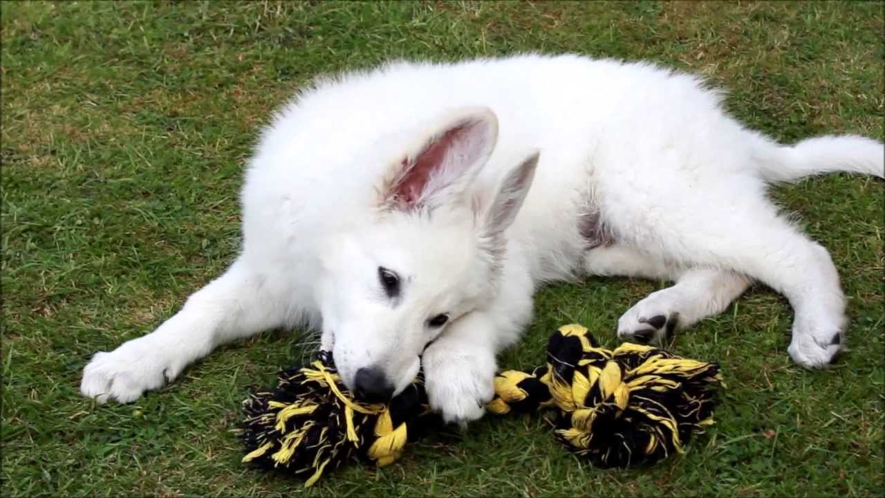 Kaba - 12 Week Old White Swiss Shepherd Puppy (26.5.13)