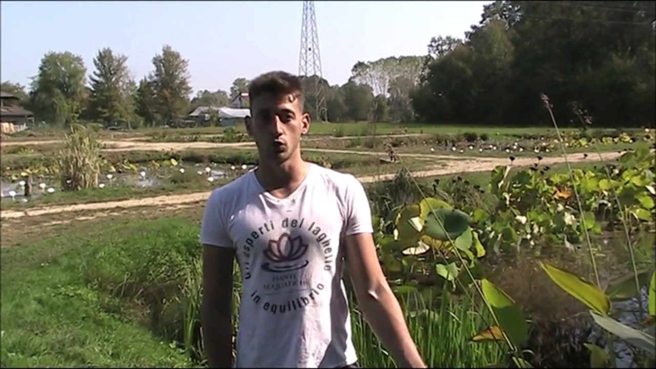 Piante galleggianti: il video da vedere prima di inserirle nel laghetto!