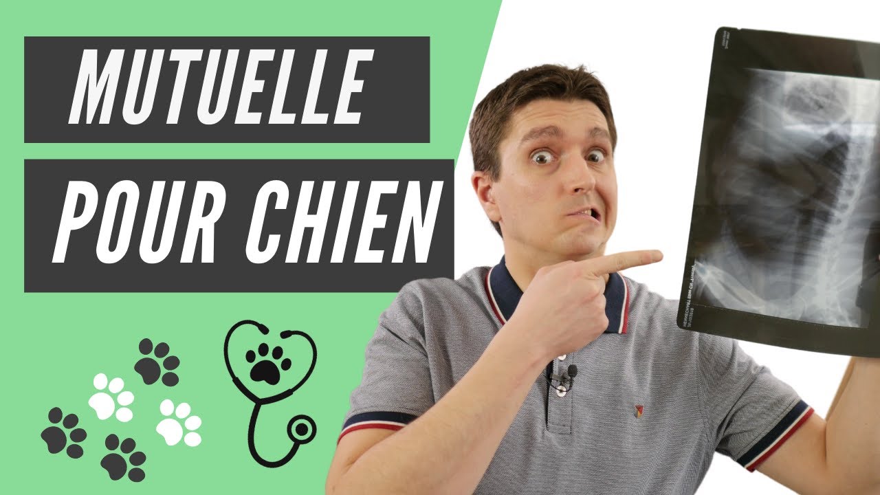 Faut-il prendre une mutuelle pour chien ? (Avis et Conseils)