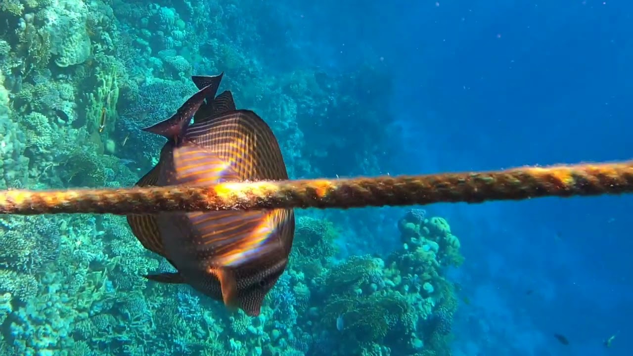 Snorkelling in Red sea, Egypt, Sharm El Sheikh at the Diamond Beach Resort - Jan 23