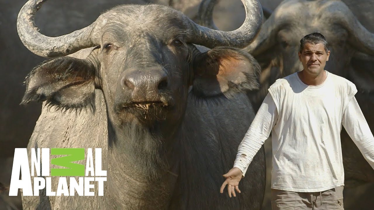 Uno de los cinco grandes mamíferos de África: El Búfalo | Wild Frank en África | Animal Planet