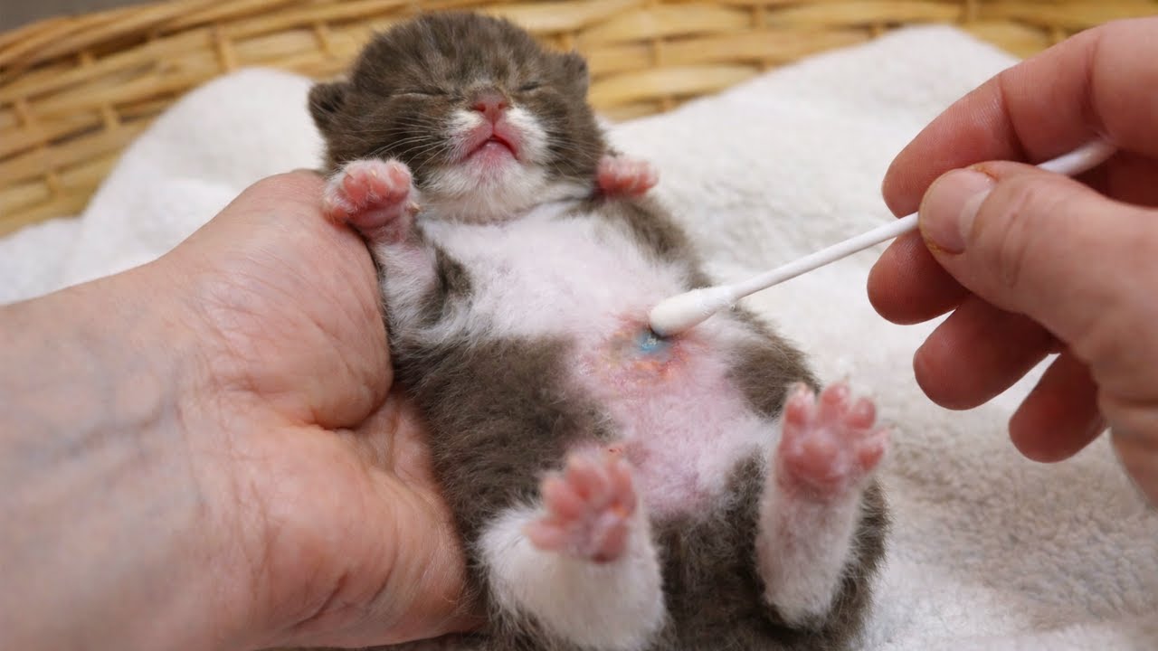 I Switched the Treatment… Now I’m Scared for These Foster Kittens! Subtitles
