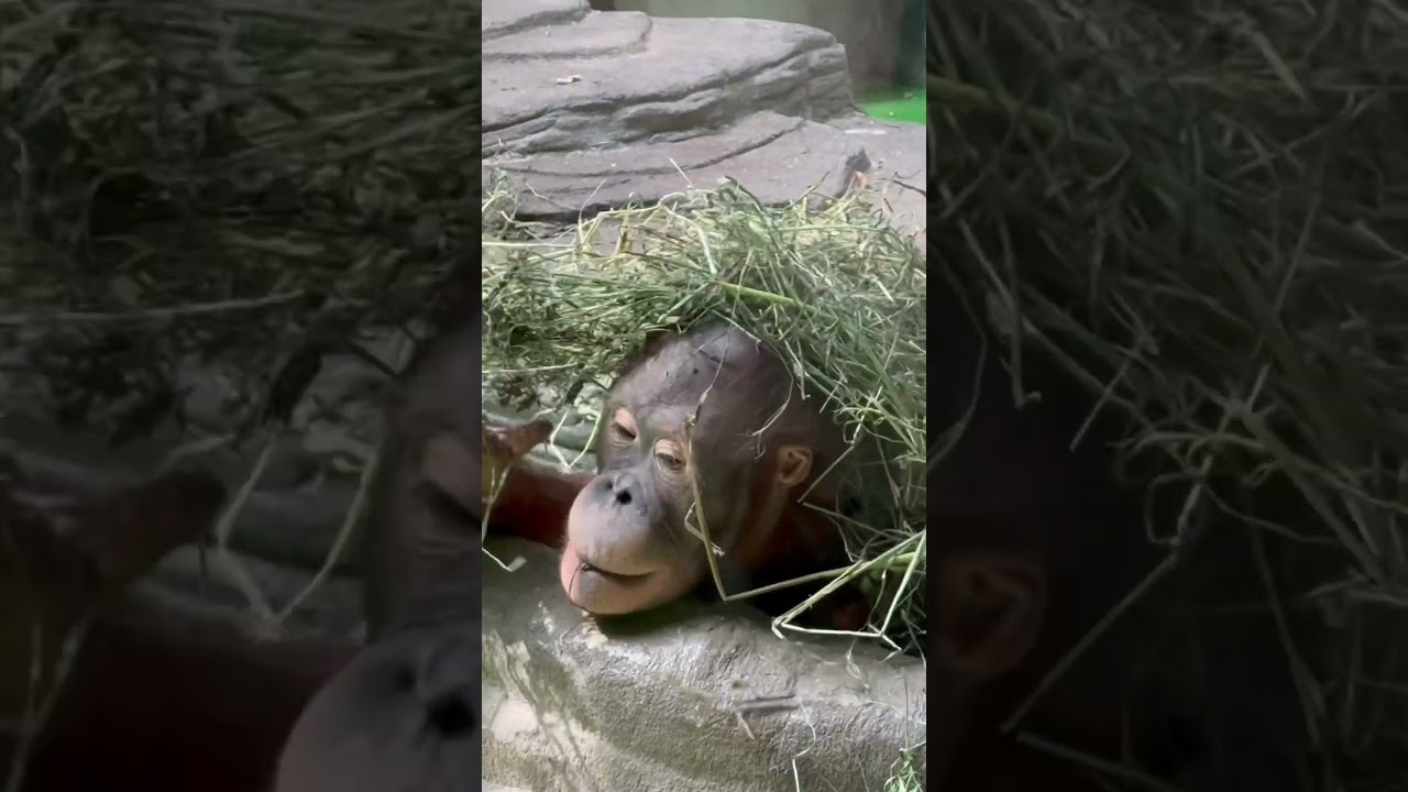 baby Orangutan game of hide #zoo primate #monkeylife #animals