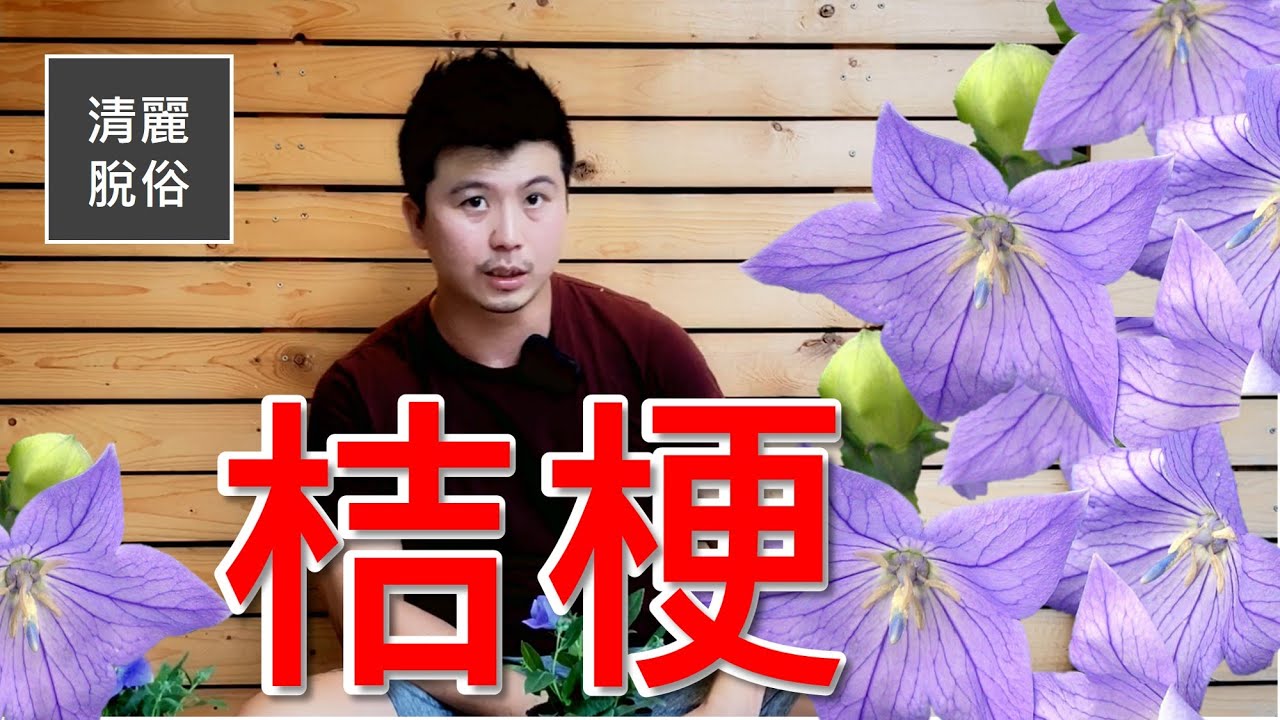 【桔梗】炎炎夏日，氣質擔當。