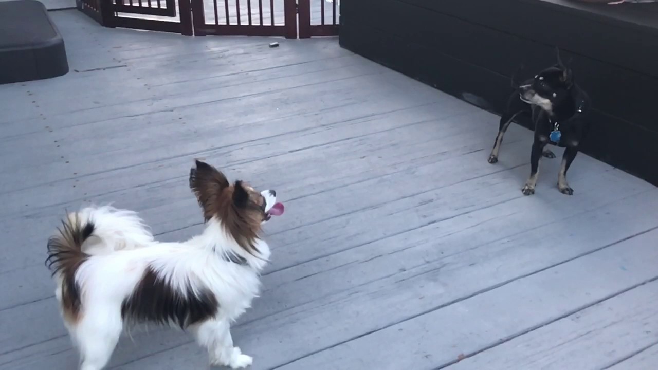 Papillon dog teasing angry chihuahua