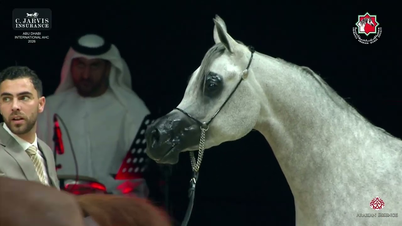 Abu Dhabi International AHC 2026   Junior Fillies Championship