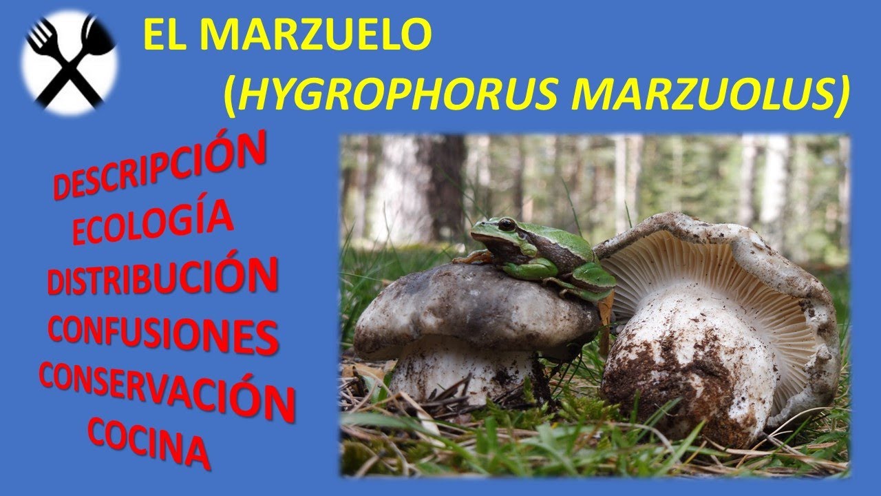 El marzuelo (Hygrophorus marzuolus)