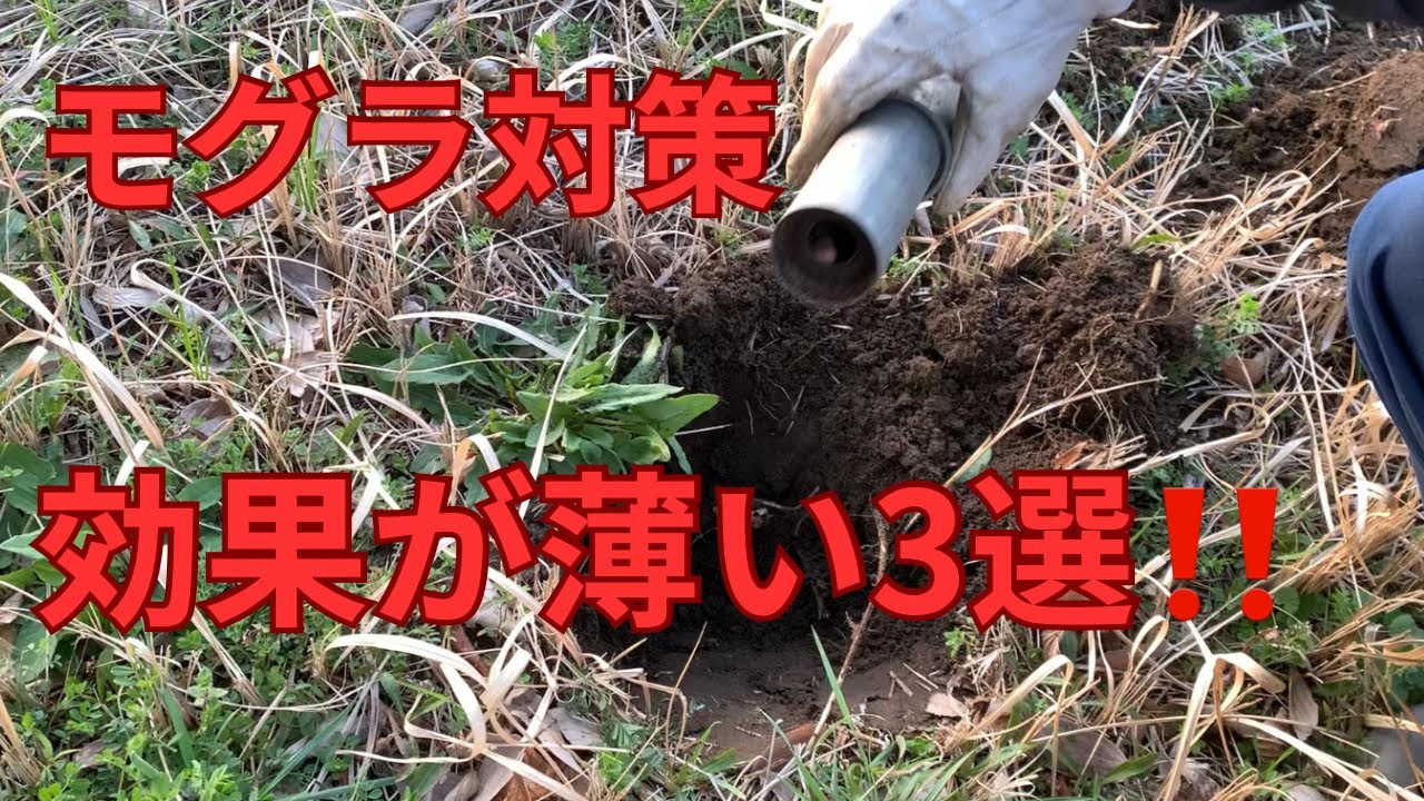 モグラ対策‼️効果が薄かった3選😭⁉️