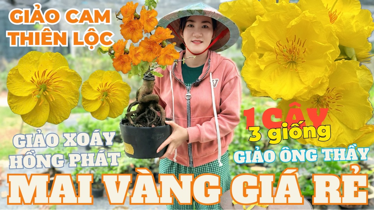 15-04 CHỊ THU Giao Lưu Mai V&agrave;ng Gi&aacute; Rẻ, Cam Thi&ecirc;n Lộc, Xo&aacute;y Hồng Ph&aacute;t, &Ocirc;ng Thầy &bull; TH&Agrave;NH TRỌNG L&Ecirc;