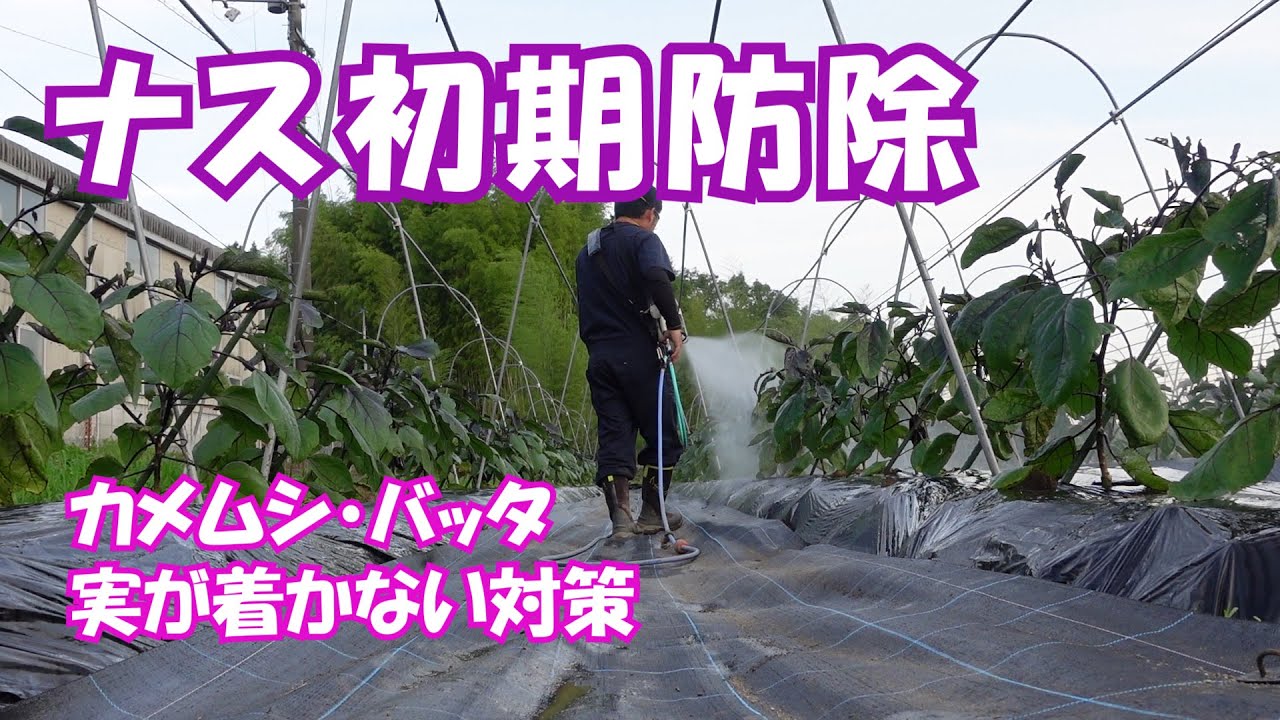 ナス初期防除カメムシやバッタの食害と実が付かない対策方法など20/6/20＃1002
