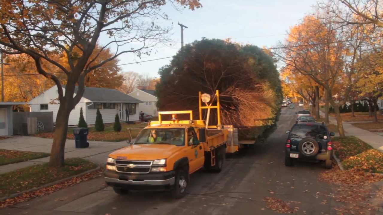 The life of the 2011 Milwaukee City/County Christmas Tree