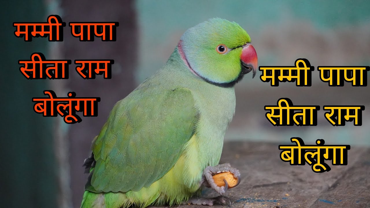 Parrot talking papa 😱मम्मी मिट्ठू को रोटी दो 🥰Mummy papa bolane wala Mitthu 😍Parrot talking sita ram