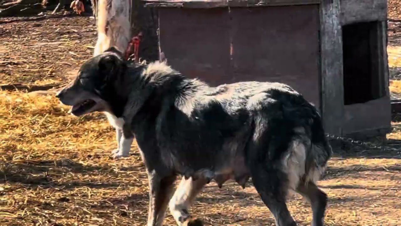 Продажа щенков/ порода (азиатская овчарка, алабай).