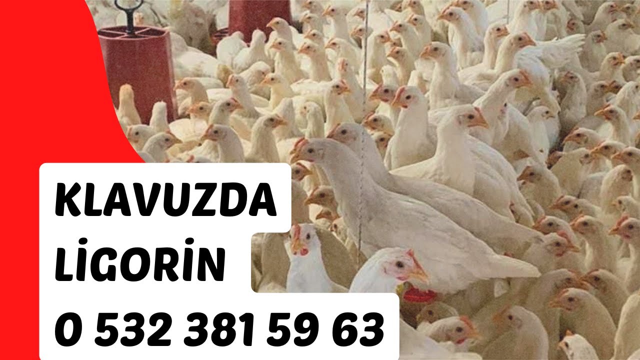 Klavuzda Ligorin 05323815963