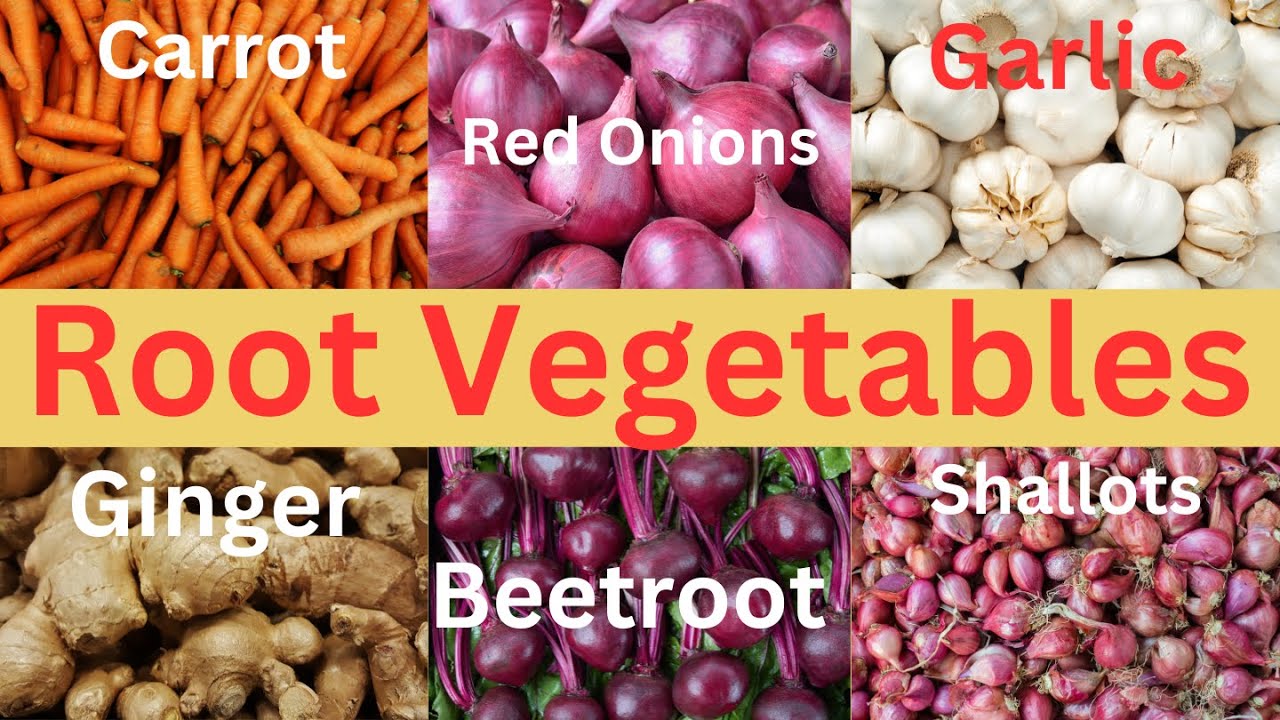 Root Vegetables 101 | Root Vegetable Names | List of Root Vegetables