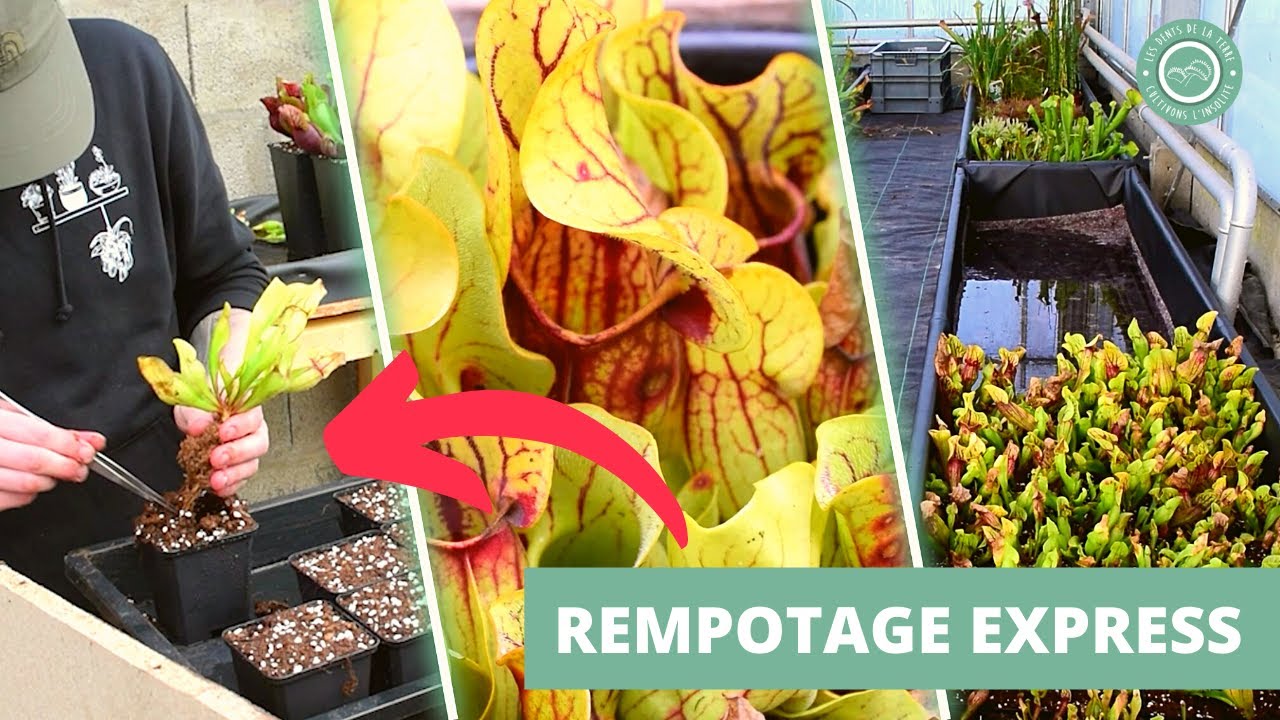 LA MÉTHODE à appliquer pour Rempoter sa Plante Carnivore (Sarracenia) ⚡️