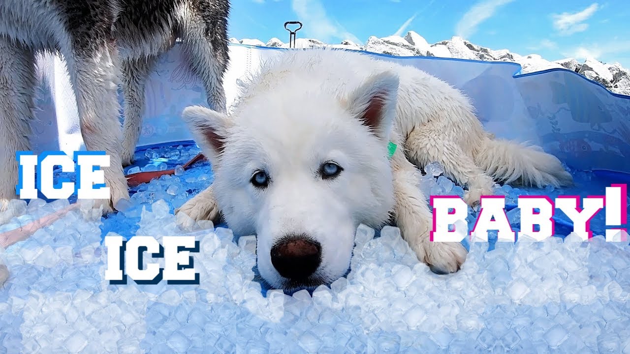 My Dogs React To Pool Filled With Ice At The Beach