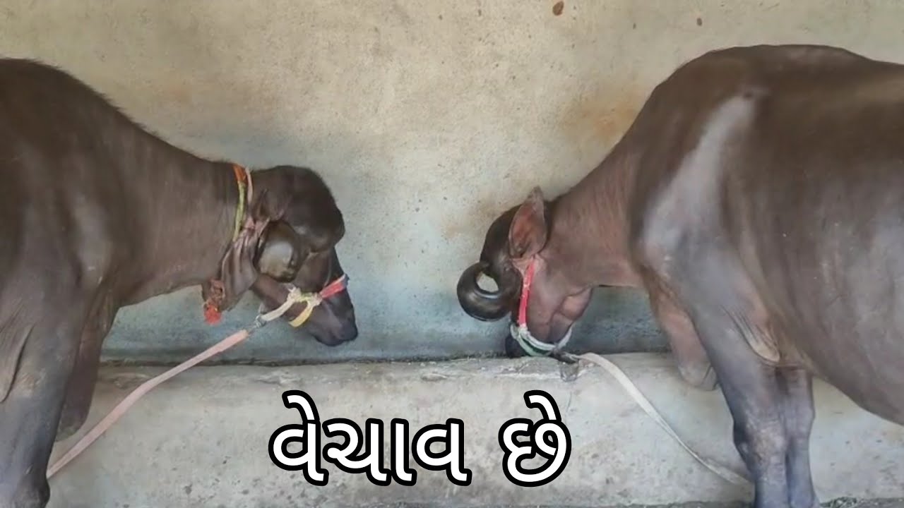 ટોપલી ખડાય વેચાવ છે.  બેય હાંરે
