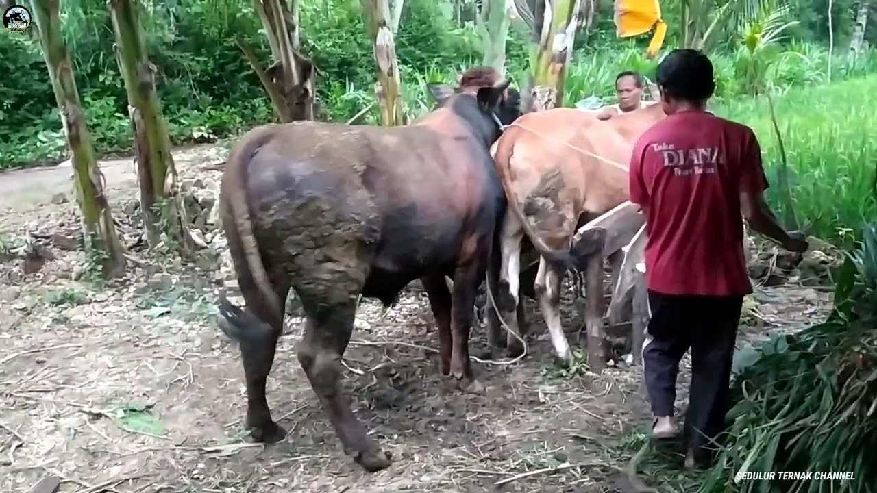 Sapi Doroan Pegon Kawin Alami Sapi