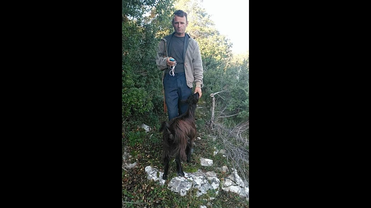 Nazif Cela     Kenge per Arben Veshaj , dedikim nga vellezerit dhe motra , tex Xhemal Velikaj