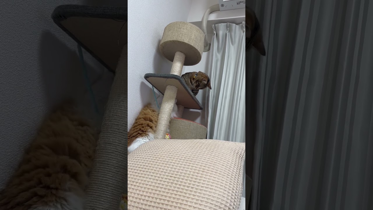 【本日のバトル】必死なアルさんと冷静なノアさん🐱 