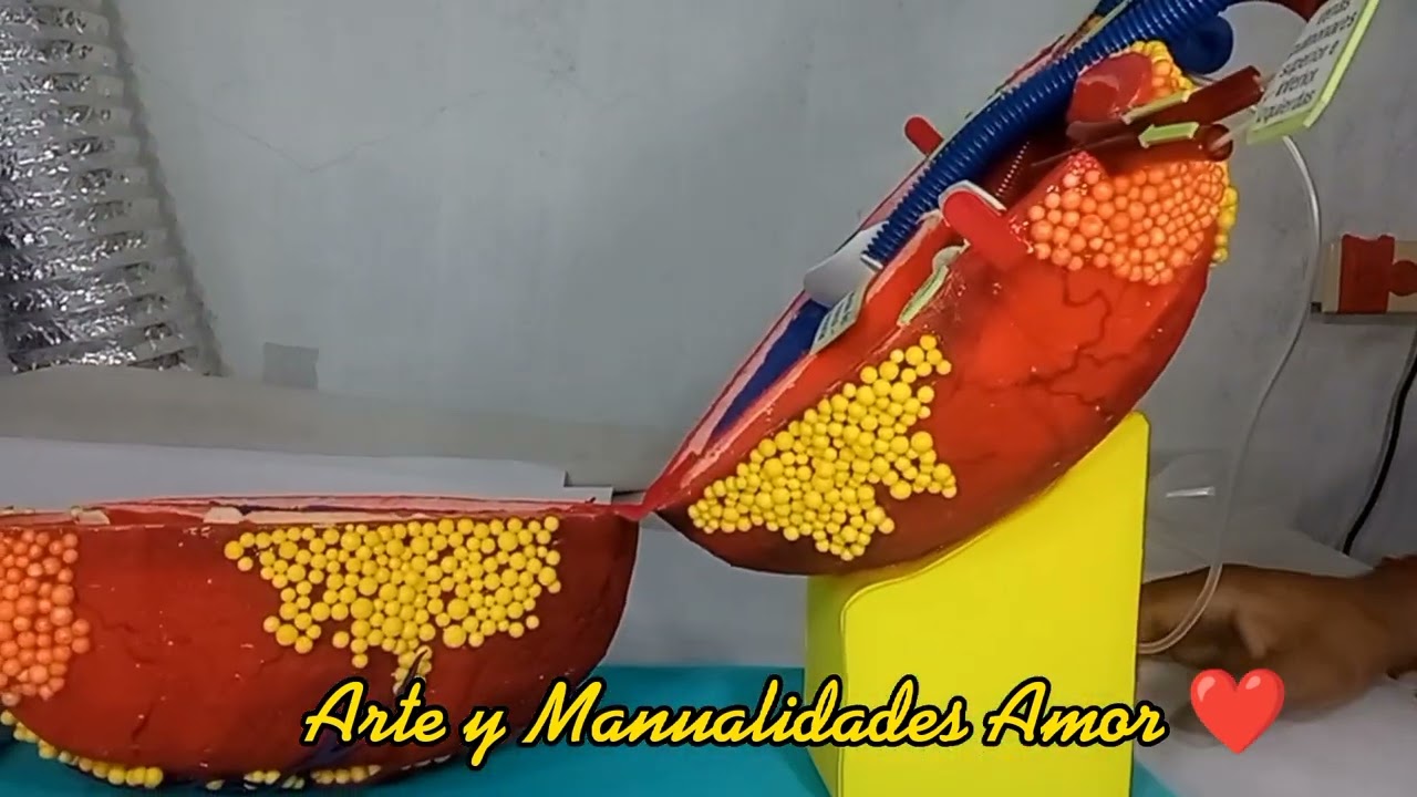 Maqueta de corazón humano latiendo