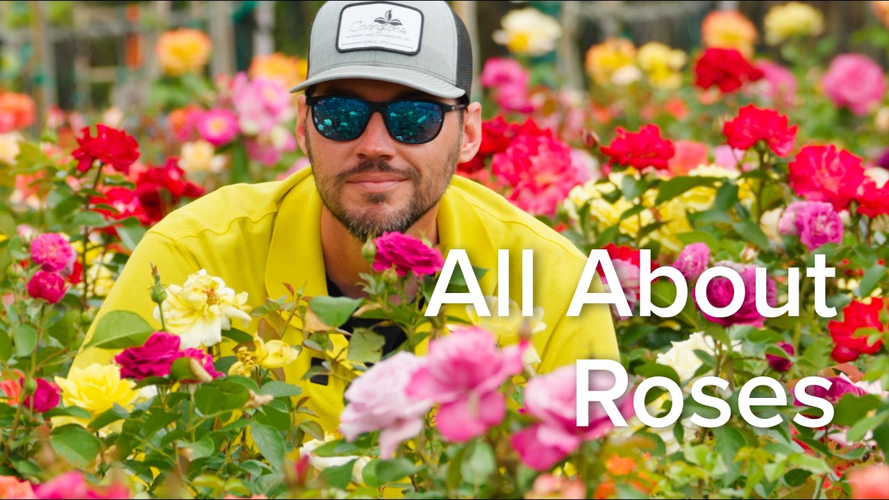 All About Roses 🌹 | North Texas Rose Guide | Let&rsquo;s Grow Together &ndash; Covington&rsquo;s