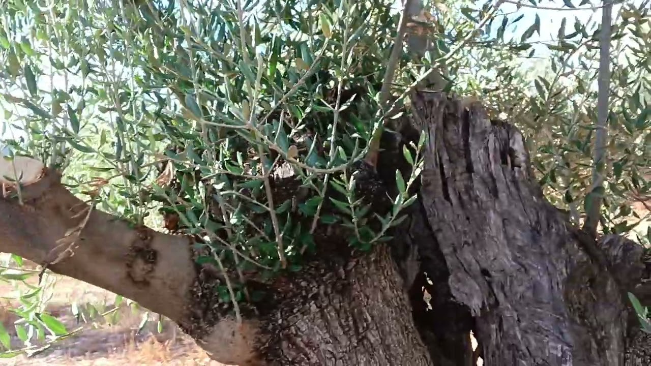 Manejo del olivar. Finca modélica: cubierta vegetal, riego de apoyo, recolección con paraguas.