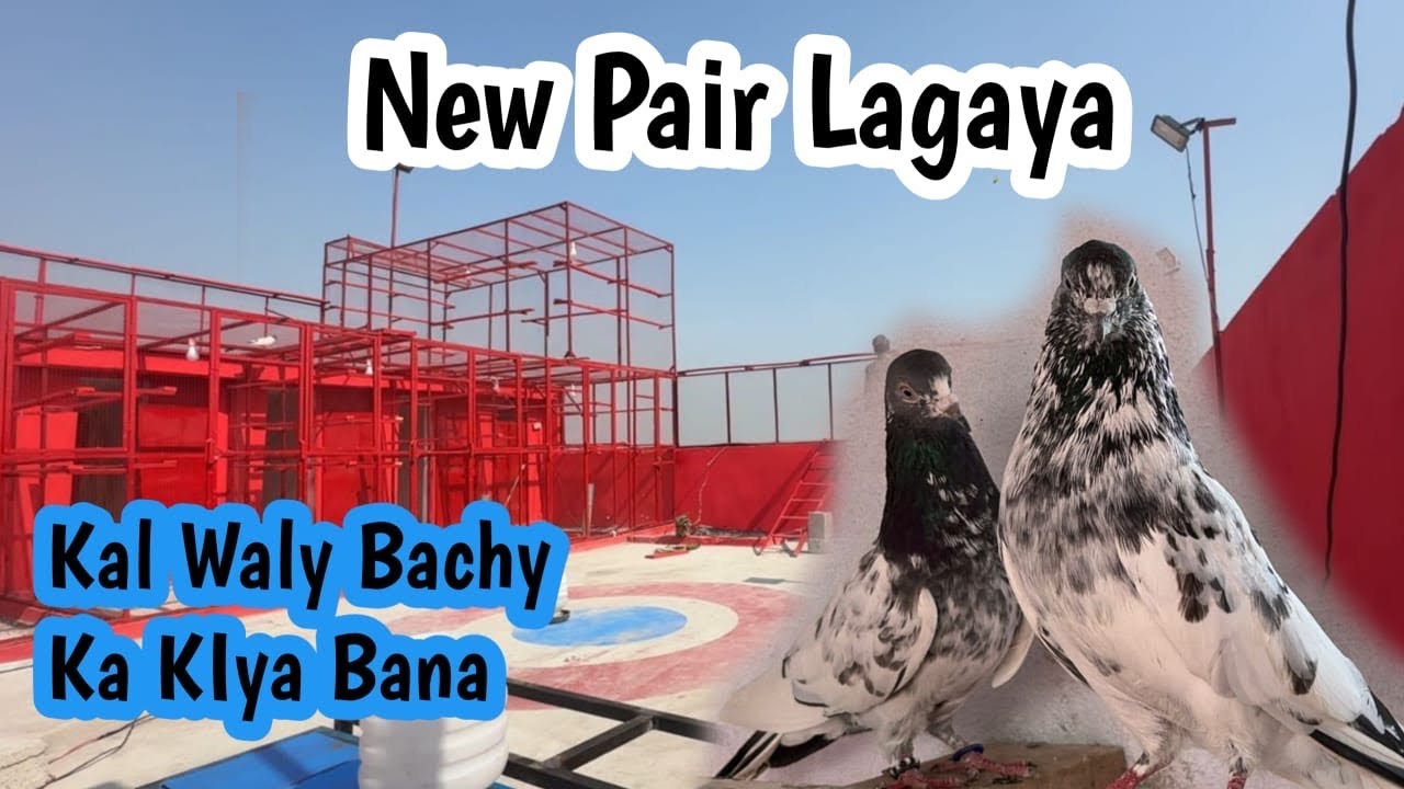 New Pair Bana  Liya 🙂 Kal Zaya Howa Bacha Aya K Nahi 