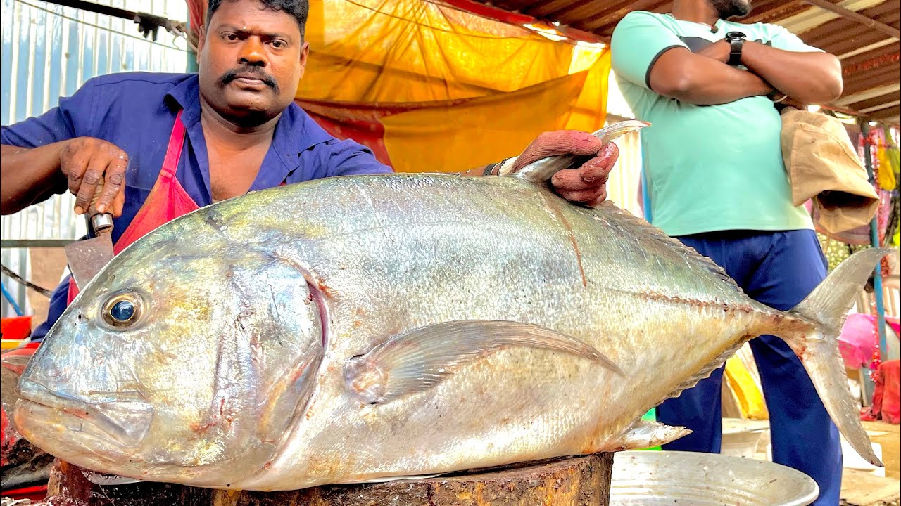 KASIMEDU SPEED SELVAM BIG SIZE TREVALLY FISH CUTTING VIDEO 