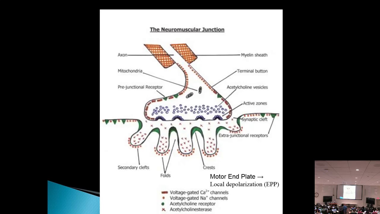 Neuromuscular Junction Disorders