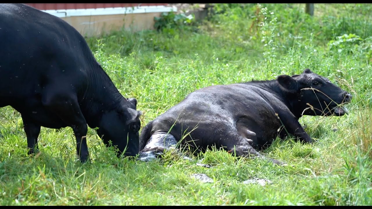 HEIFER COW GIVES BIRTH... WATCH GRANDMA'S EXCITEMENT!