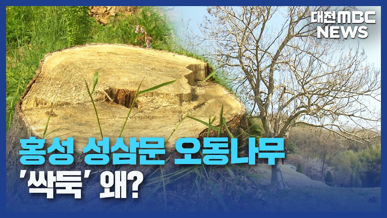 성삼문 오동나무 '싹둑'...홍성군 