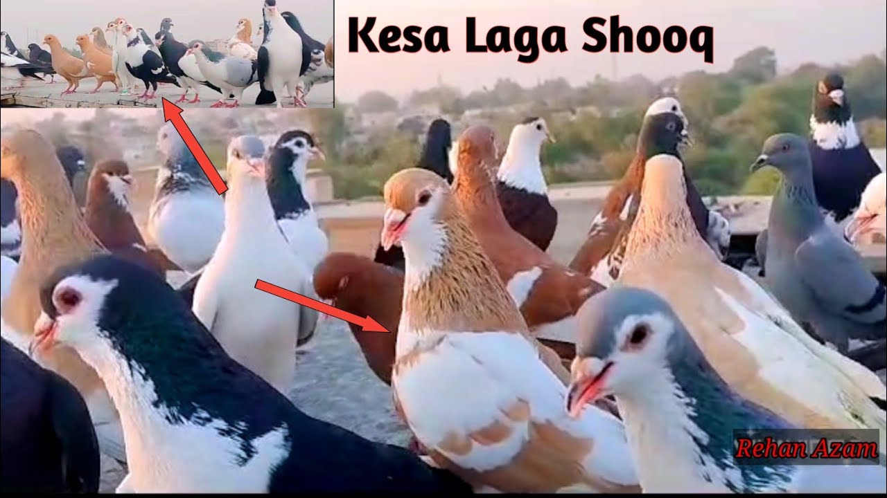 World Most Beautiful ColorFull Pigeon In Pakistan | Rangeen Kabootar | Kabootar | Pigeon Video
