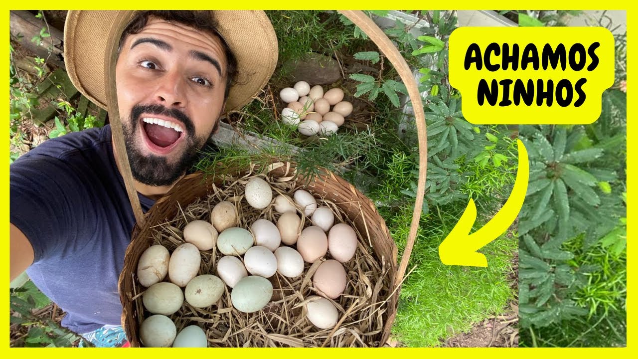 Achamos Ninhos Pelo Sítio | Gutejando
