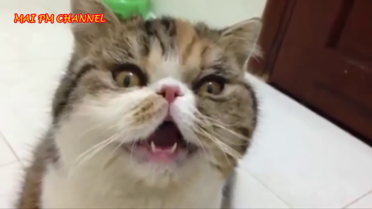 Sevimli Hayvanlar - Funny Dogs And Cats EPIC Videos