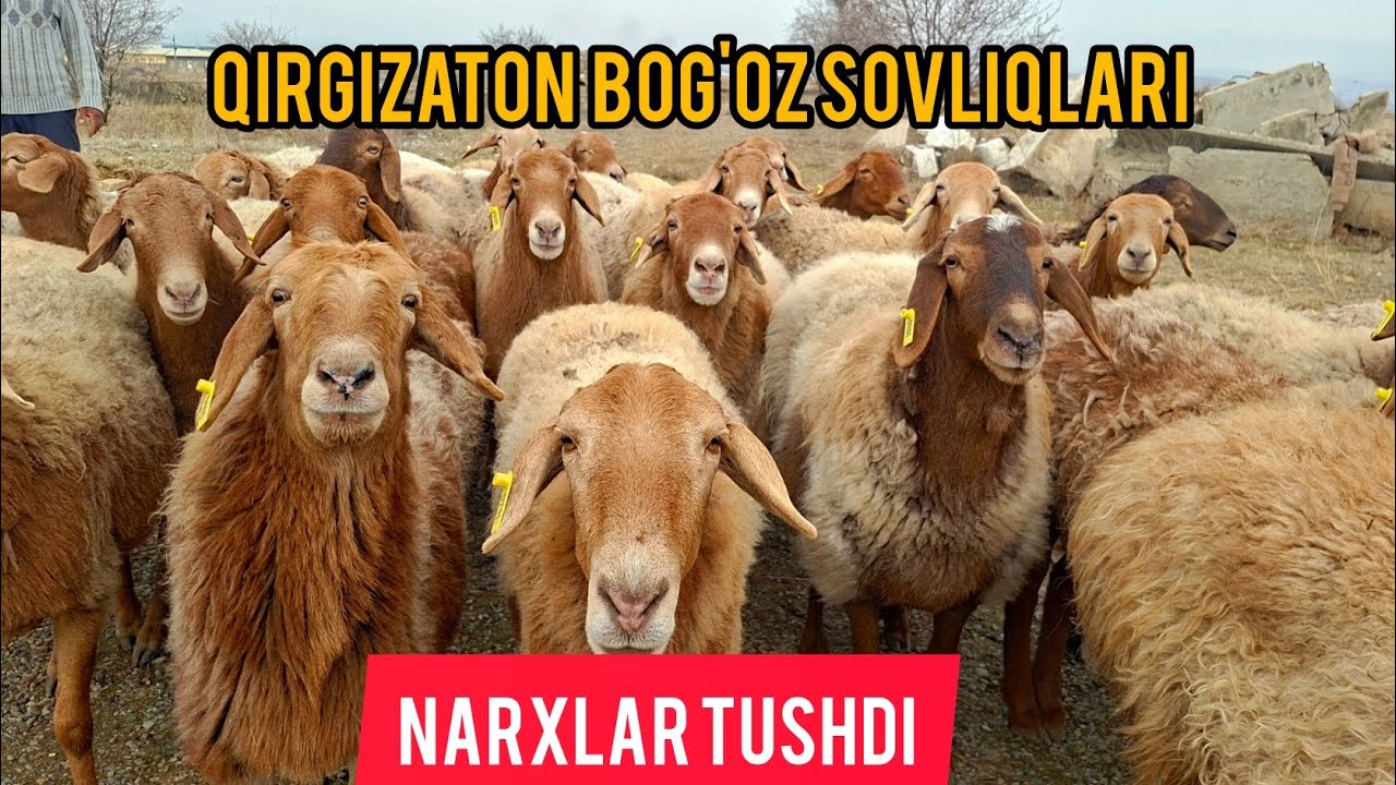 DEXQON AKADAN QIRGIZSTON BOGOZ SOVLIQLAR SOTUVDA.