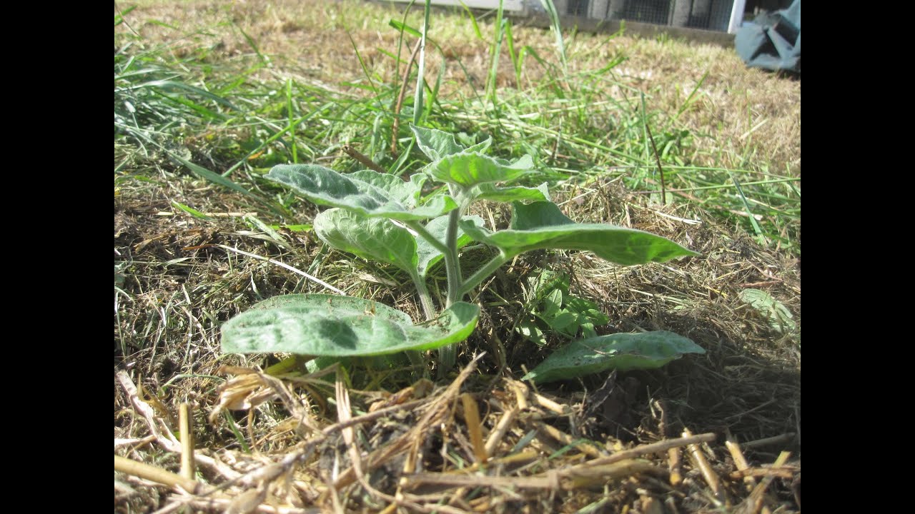 Mulchbeet anlegen - Ganz einfach!