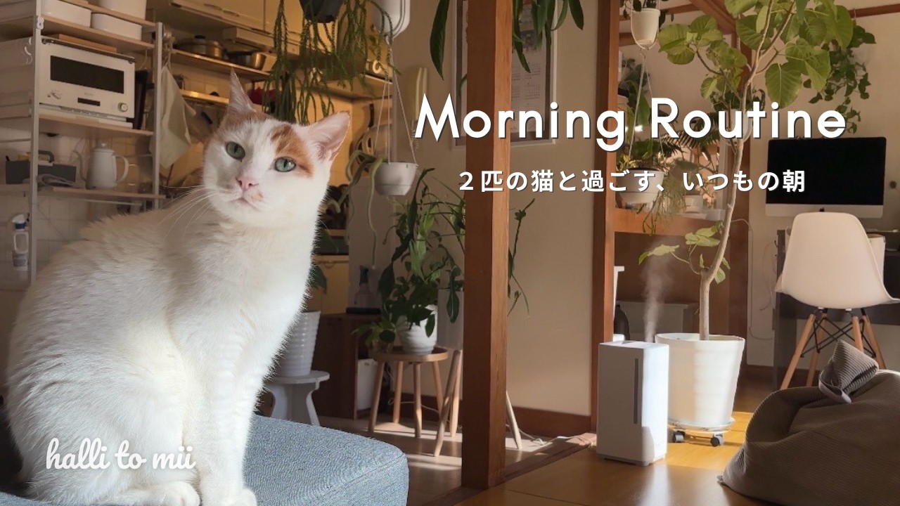 #33 猫と暮らす平日の朝|モーニングルーティン|日常vlog🇯🇵