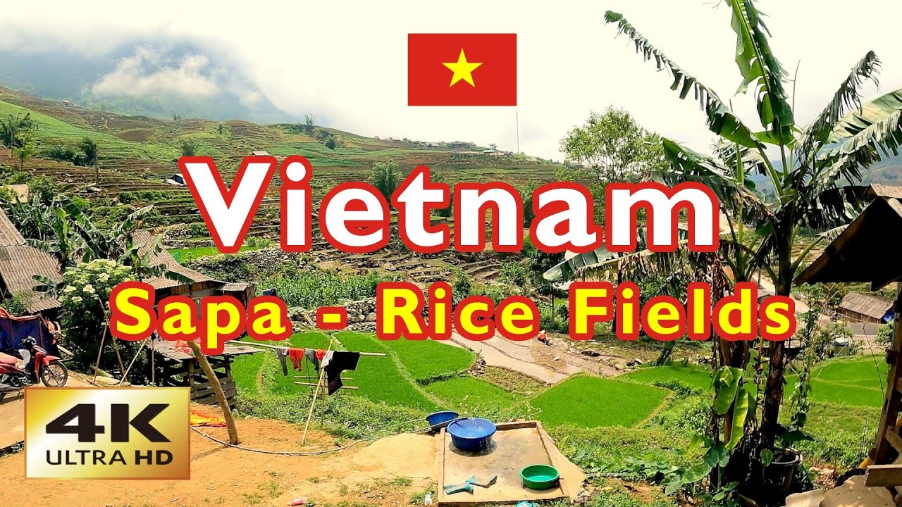 【4K】 Sapa 🇻🇳 Vietnam - Walking through Terraced Rice Fields