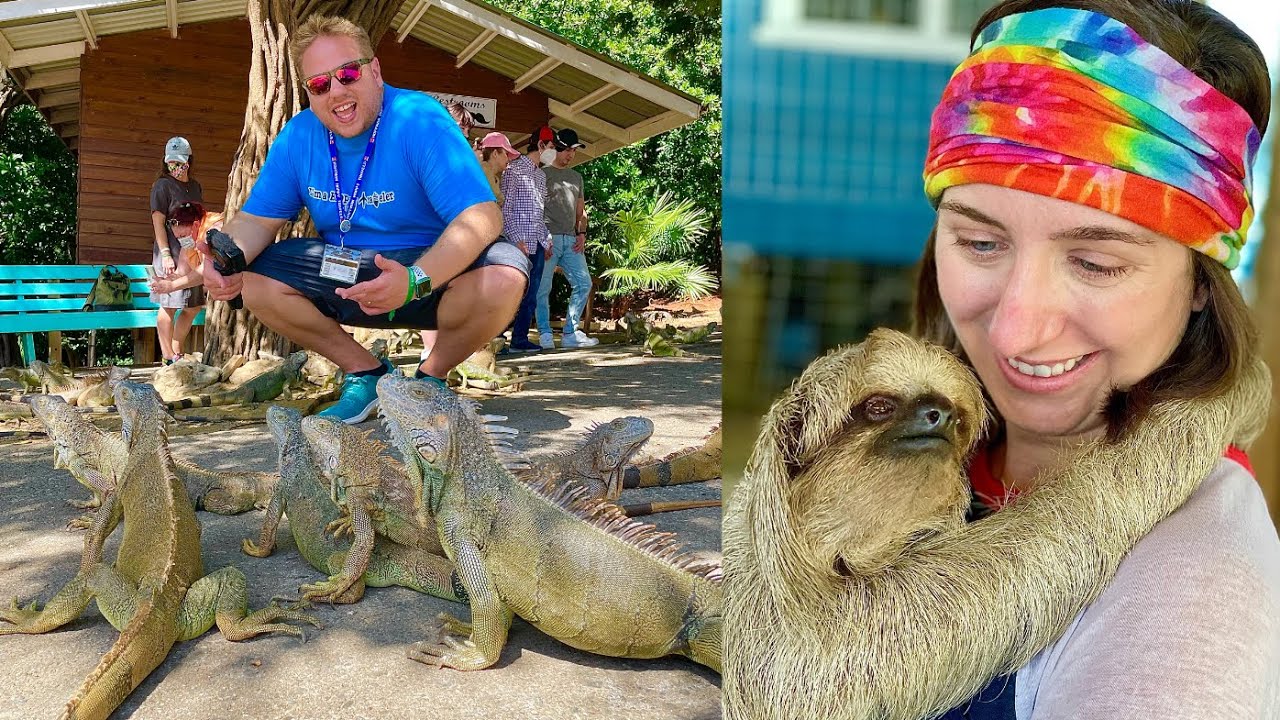 Amazing Royal Caribbean Excursion in Roatan Honduras! Sloth, Monkey, & Iguana Interaction!