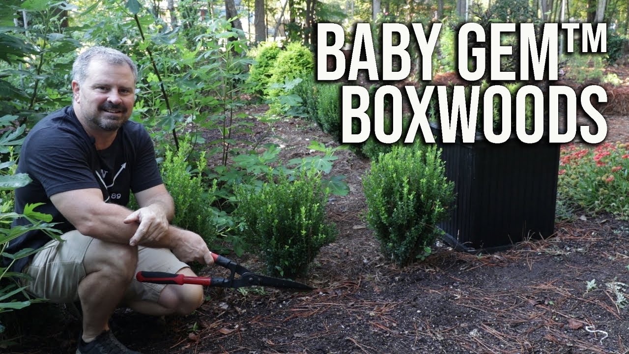 Baby Gem™ Boxwoods in 2 Minutes - I Have Over 50