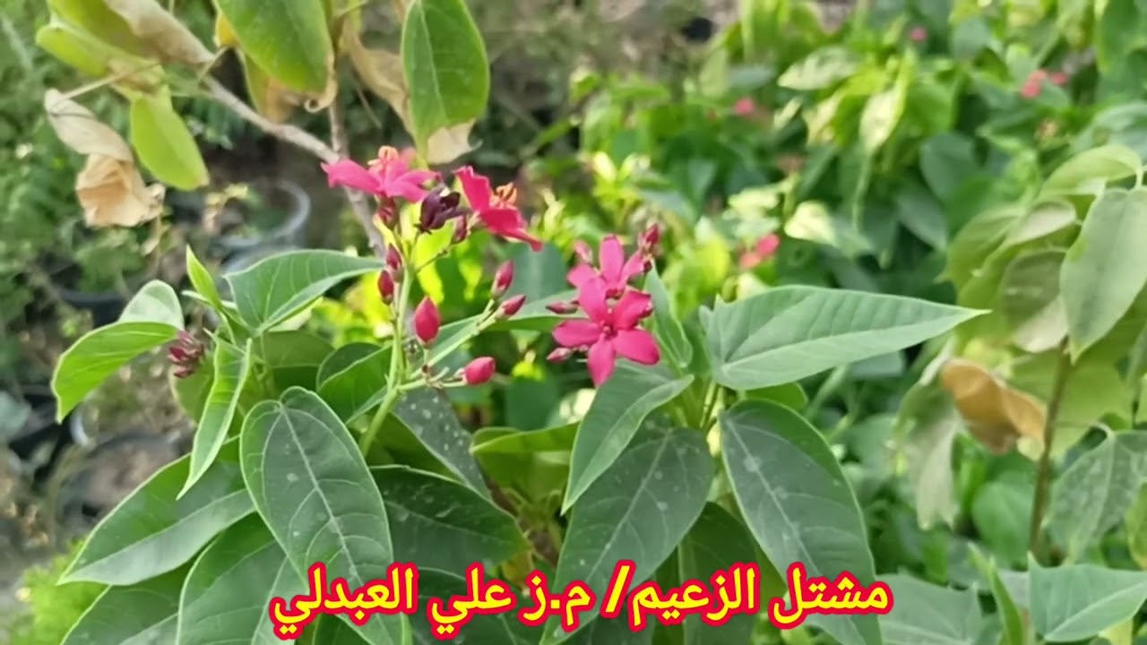 دليل اختيار نوع النبات لضمان عدم حدوث هلاكات بعد الغرس#م_ز_علي_العبدلي#مشتل_الزعيم#حملة_تشجير_العراق