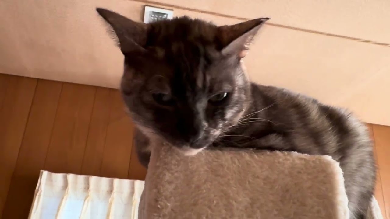 元旦に救急へ🐈‍⬛❤️2歳？で発祥😭ＦＩＰ診断。小さなサインを見逃し飼い主は猛烈反省。