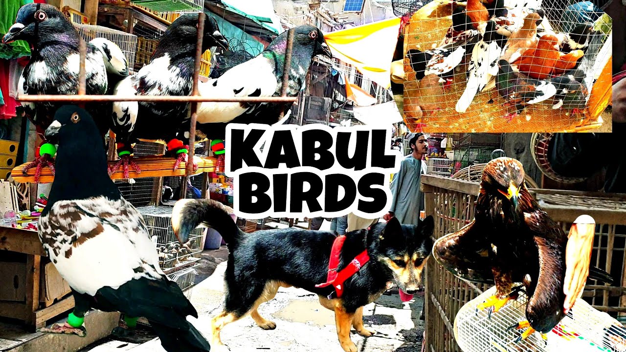 کوچه کاه فروشی جمعه بازار | Exotic Birds Street Market  کفتر های جمعه بازار | Kabul Famous Pigeones