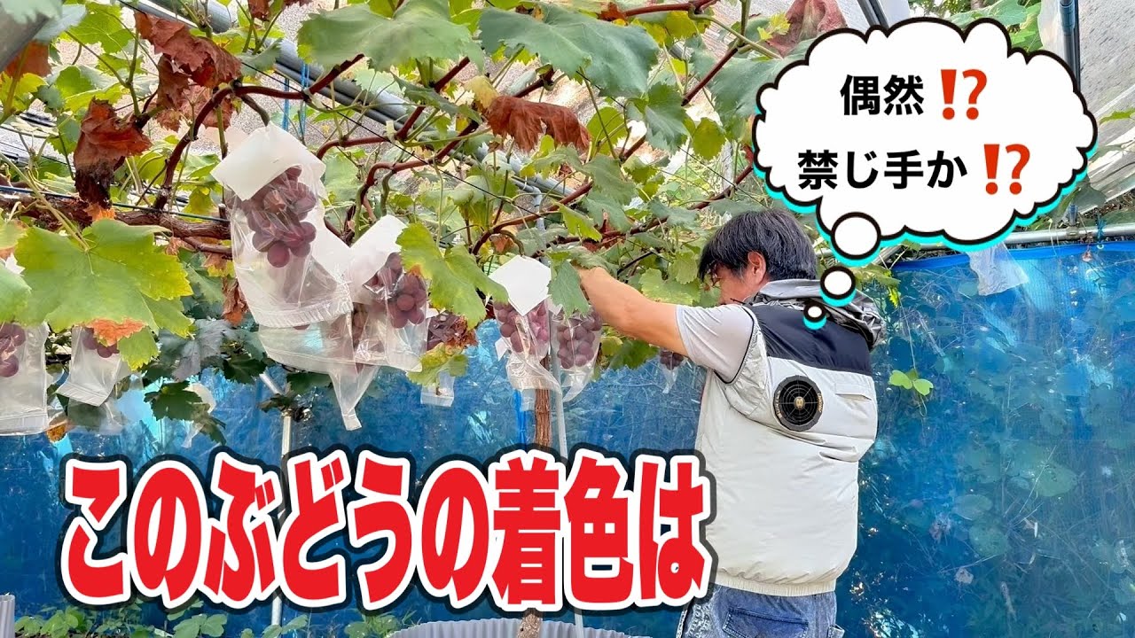 ぶどうの灌水減らすと着色を早めるのか⁉️クイーンニーナ🍇